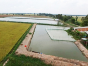 Lệ phí khi chuyển mục đích sử dụng đất từ trồng lúa sang nuôi cá?