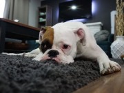 Nuôi vật nuôi trong phạm vi căn hộ, không chăn thả có bị cấm?