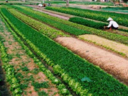 Thủ tục, chi phí cấp sổ đỏ cho đất nông nghiệp