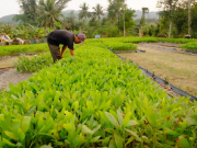 Quảng Nam: Người dân mòn mỏi chờ “sổ đỏ” đất lâm nghiệp