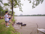 Khu đô thị có thiên nga, vịt trời di chuyển hàng đàn như tạichâu Âu