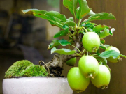 Cây cảnh bonsai mini - nét đẹp truyền thống trong căn nhà hiện đại