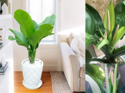 Cây Đại Phú Gia: Ý nghĩa và vị trí đặt theo phong thủy