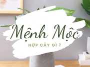 Mệnh Mộc hợp cây gì?