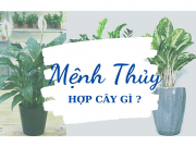 Mệnh Thủy hợp cây gì?