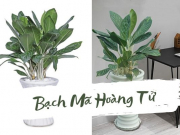 Ý nghĩa phong thủy của cây Bạch Mã Hoàng Tử