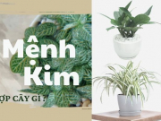 Người mệnh Kim hợp cây gì để làm đẹp không gian sống ?