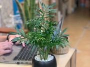 Những công dụng hữu ích của cây Cau Tiểu Trâm