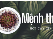 Mệnh Thổ hợp cây gì?