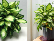 Vạn Niên Thanh: loại cây thanh lọc không khí nhưng độc