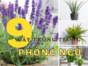 9 loại cây trồng trong phòng ngủ có cơ chế sinh học “ngược”