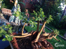 CẦN BÁN 2 CÂY ỔI CỔ THỤ DÁNG BONSAI CỰC ĐẸP