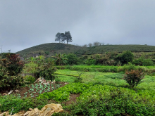 BÁN ĐẤT MỘC CHÂU VIEW ĐỒI CHÈ THÍCH HỢP LÀM NHÀ VƯỜN, TRANG TRẠI NGHỈ DƯỠNG GIA ĐÌNH .