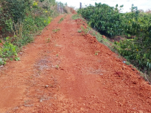 Bán rẫy trồng Cà Phê, Sầu Riêng tại thôn 9, xã Quãng Khê , Huyện Đăk Glong, tỉnh Đăk Nông 