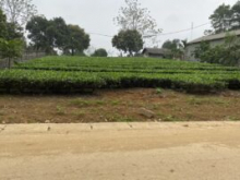 Chính chủ cần bán nhanh lô đất mặt tiền vị trí đẹp tại xã Yên Bài huyện Ba Vì – Hà Nội
