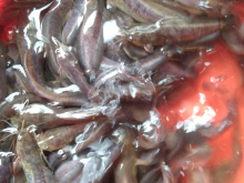 Làng cá Hải Phòng –chuyên sỉ lẻ cá giống