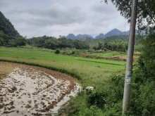 Chính chủ cần bán đất Rừng sản xuất và ruộng tại Xã Nam Tuấn - Huyện Hoà An - Tỉnh Cao Bằng