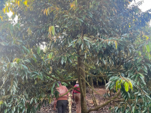 Bán rẫy sầu riêng 1,1 ha, sầu thu kinh doanh 180 cây