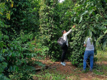 Bán vườn trái cây 20x50m, xã Bàu Lâm, Xuyên Mộc, BRVT - đường 6m